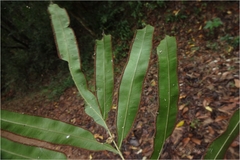 Pteris venusta subsp. venusta
